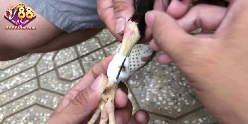 Lưu ý chọn loại cựa phù hợp 